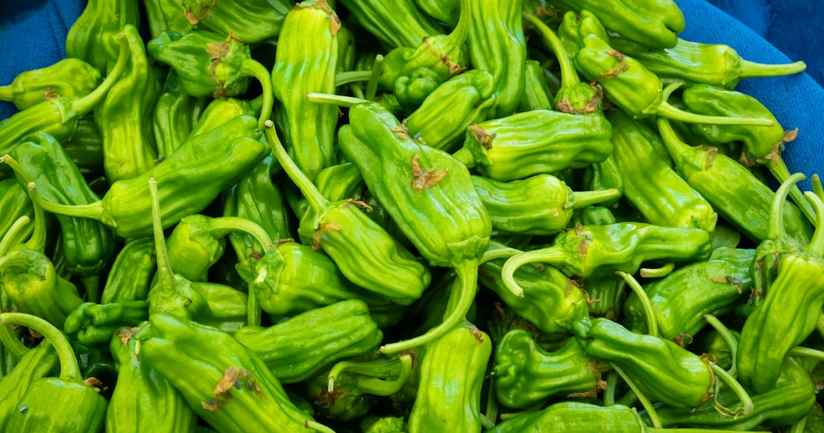 green chili lot on white background