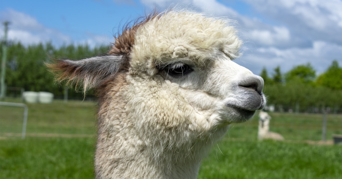 a llama in a field