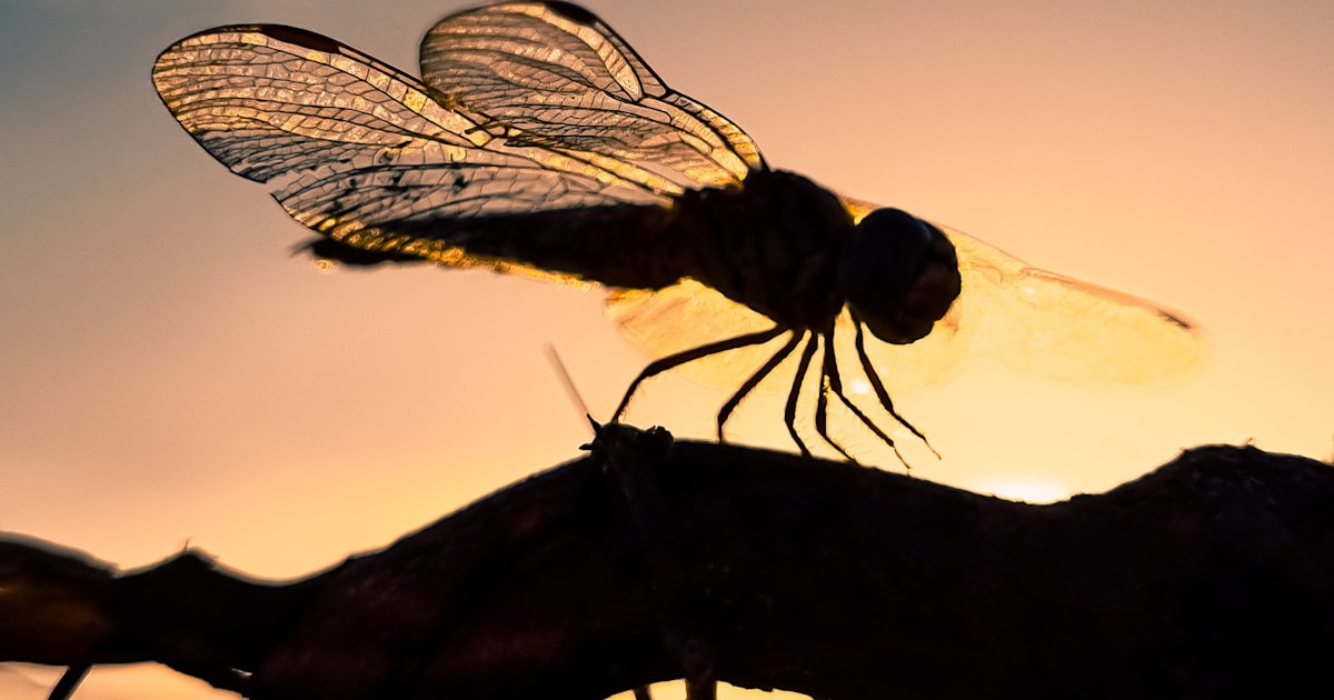 A fly sitting on top of a tree branch
