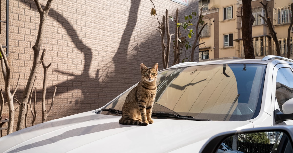 A cat sitting on the hood of a car