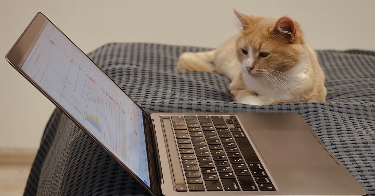 orange and white cat on macbook pro