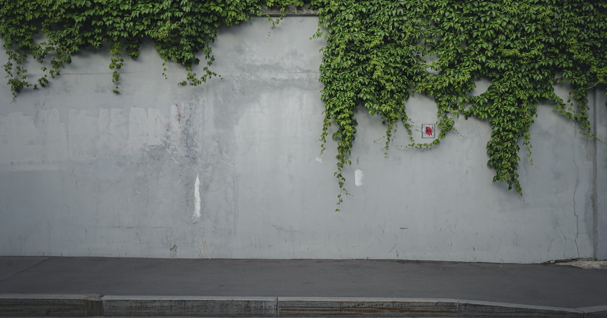 green plant on white wall